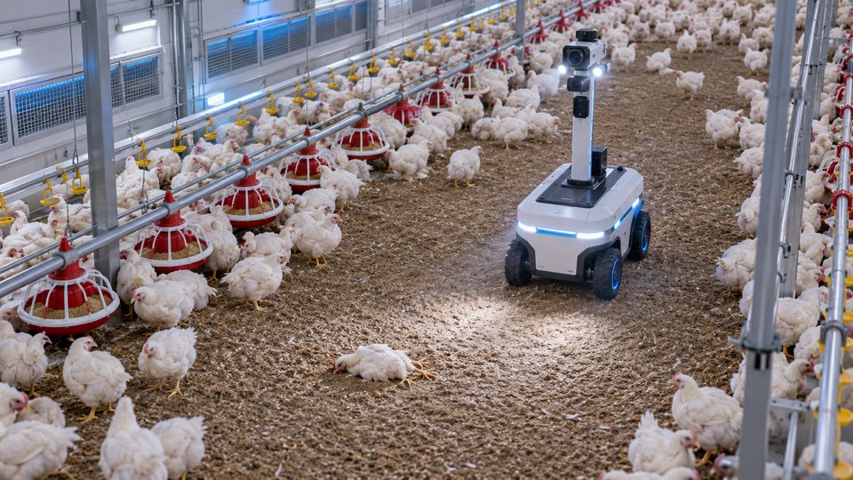 Poultry Health and Behaviour Anomaly with AI detections