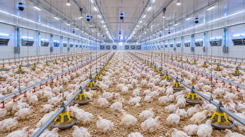 Broiler Flock Counting and Density Heatmap with AI detections
