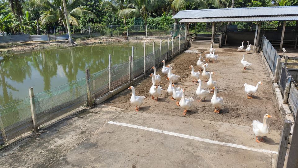 Poultry and Geese Counting with AI detections