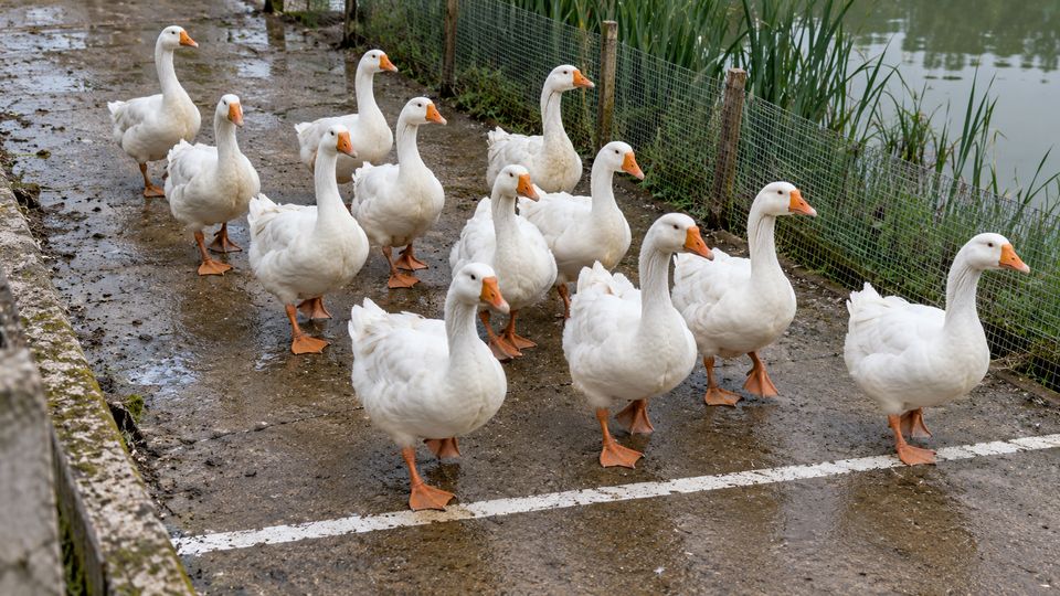 Poultry and Geese Counting with AI detections