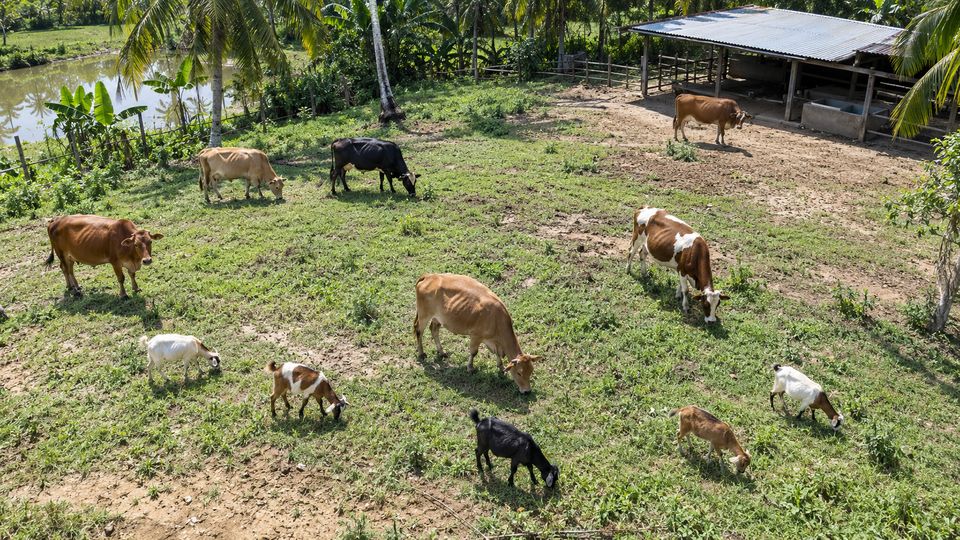 Cow and Goat Herd Counting with AI detections