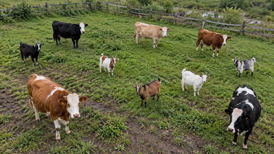 Cow and Goat Herd Counting with AI detections