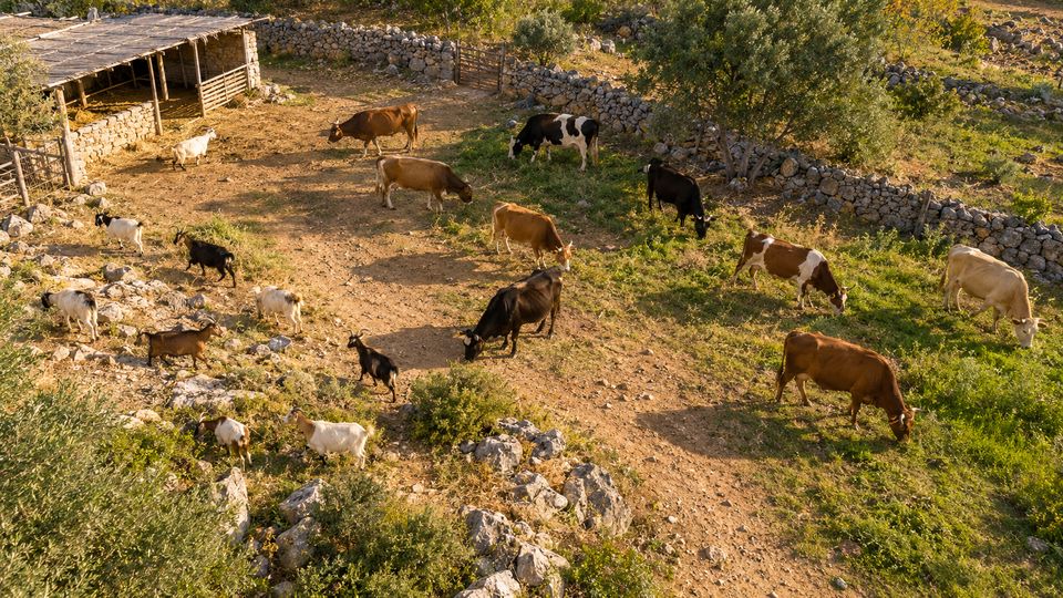 Cow and Goat Herd Counting with AI detections