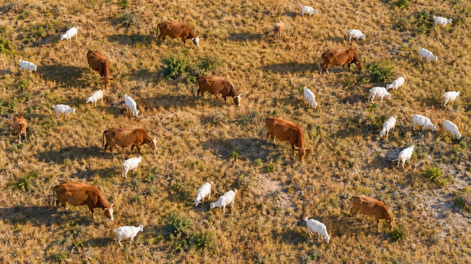 Cow and Goat Herd Counting with AI detections