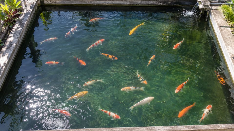 Fish Detection and Tracking with AI detections