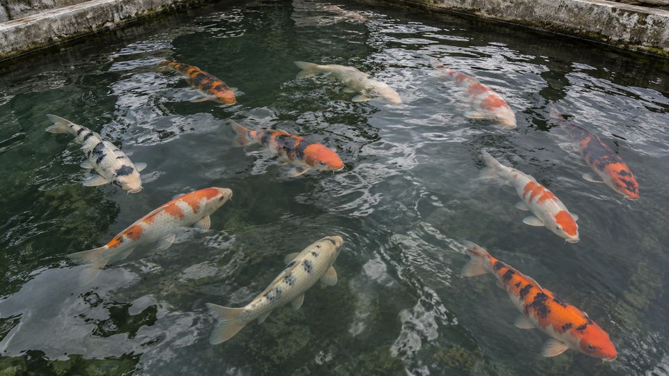 Fish Detection and Tracking with AI detections