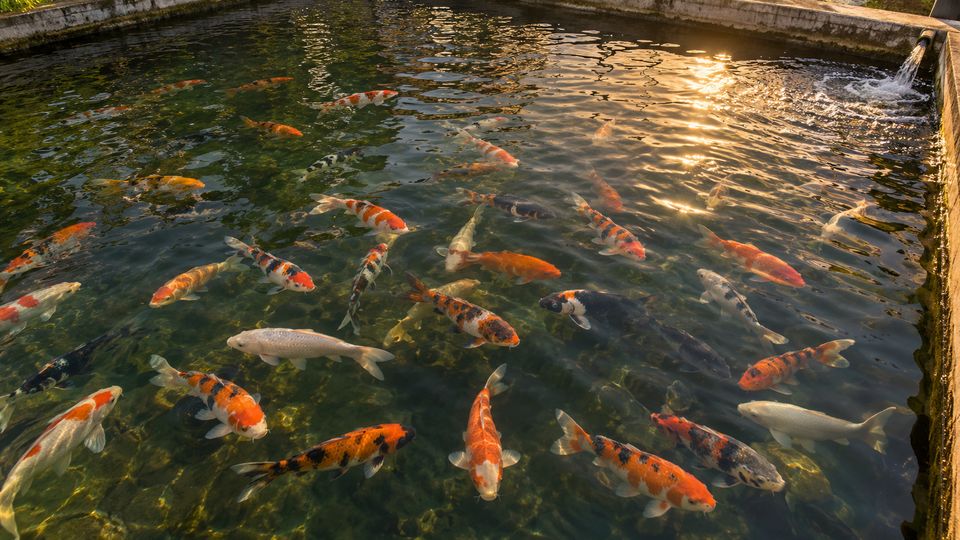 Fish Detection and Tracking with AI detections