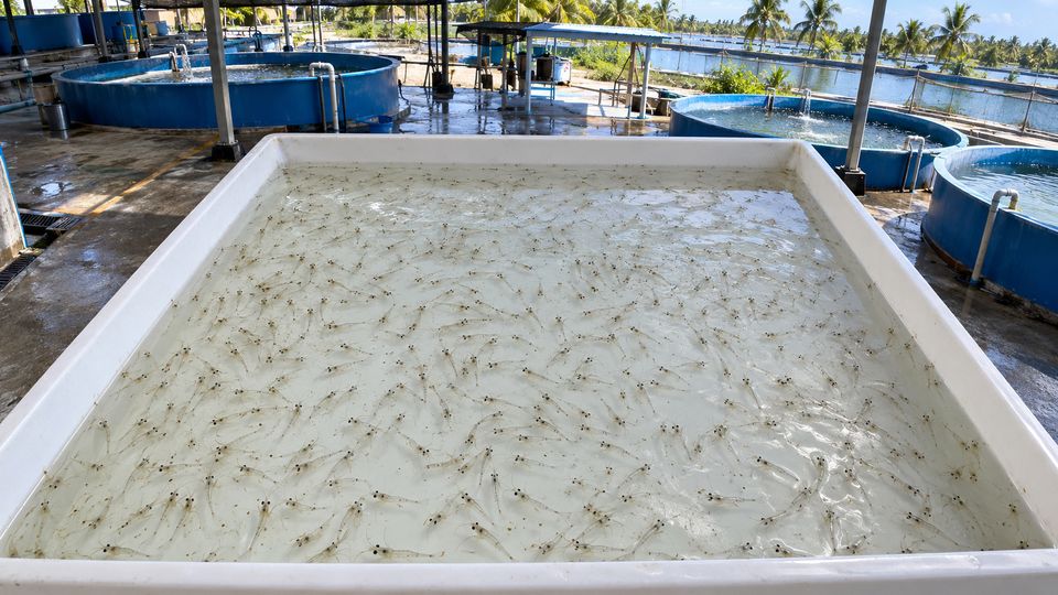 Shrimp Post-Larvae Counting, generated site photo 2 with example AI detections