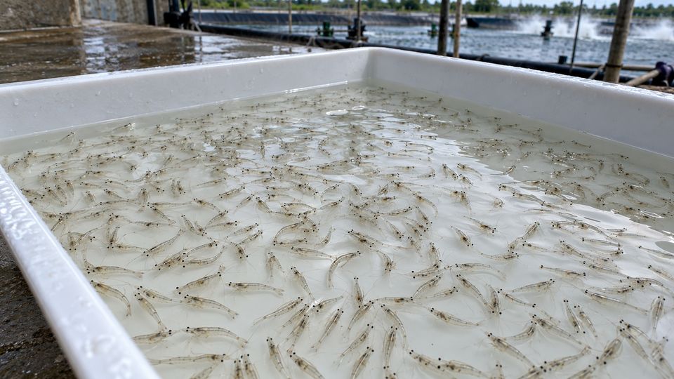 Shrimp Post-Larvae Counting, generated site photo 3 with example AI detections