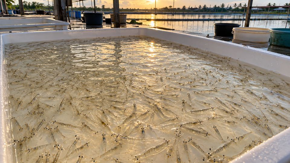 Shrimp Post-Larvae Counting, generated site photo 4 with example AI detections