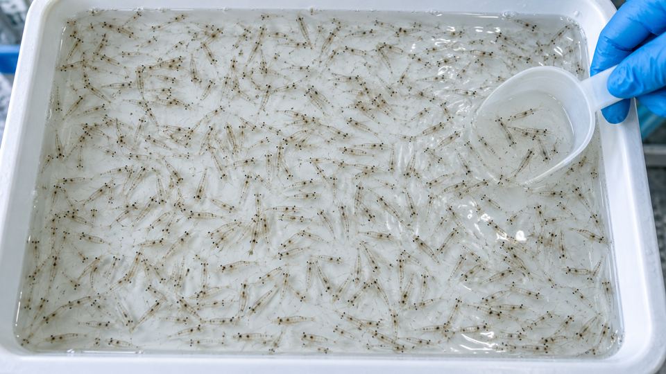 Shrimp Post-Larvae Counting, generated site photo 1 with example AI detections