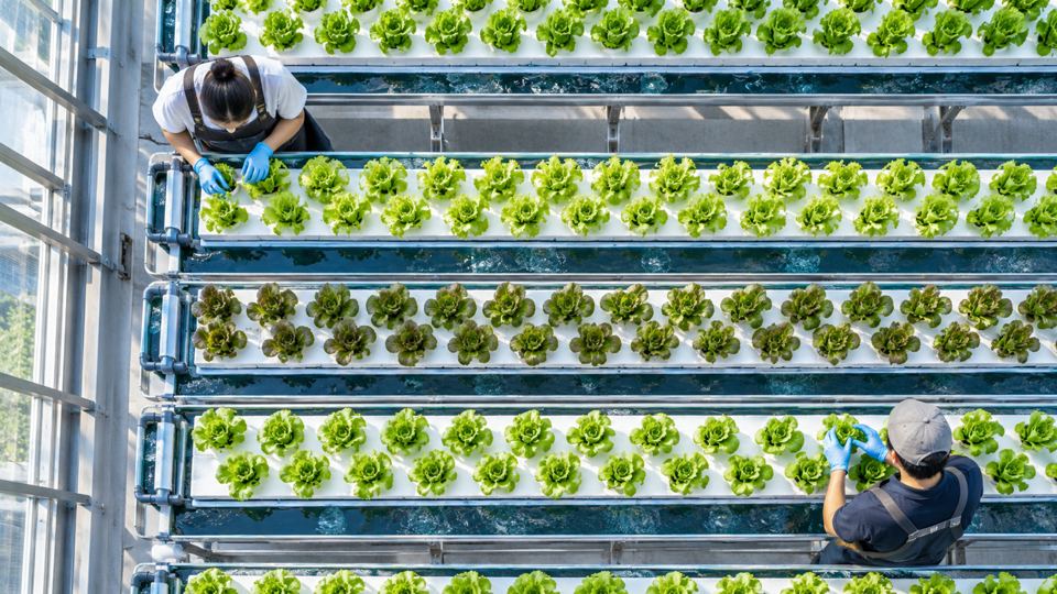 Seedling Detection and Counting with AI detections