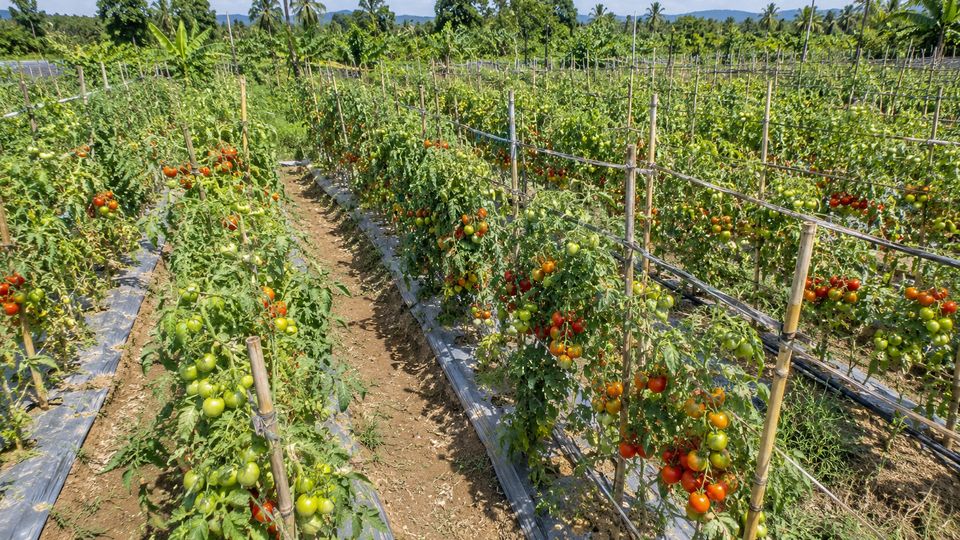 Tomato Detection and Ripeness with AI detections