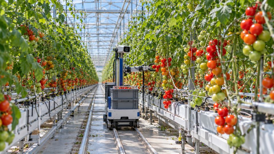 Tomato Detection and Ripeness with AI detections