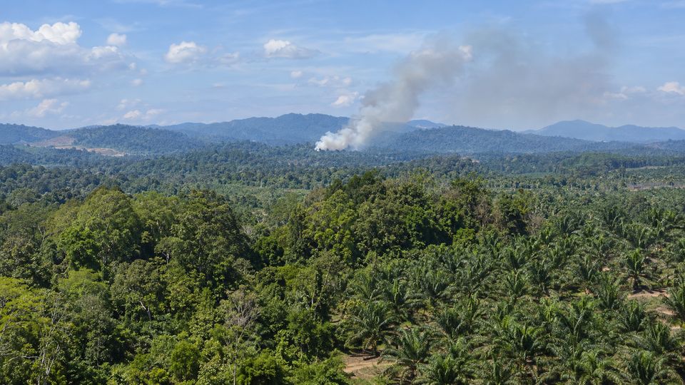Early Wildfire Smoke Detection with AI detections